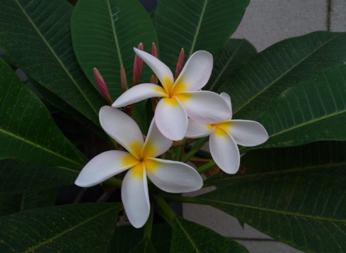 雞蛋花種子育苗