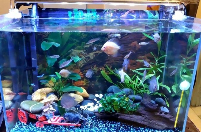 夢見魚跳出魚缸