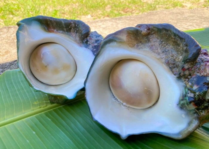 夜光貝口感 夜光貝口感