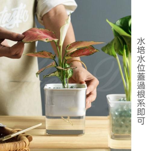 自動吸水花盆 評價 自動吸水花盆 評價