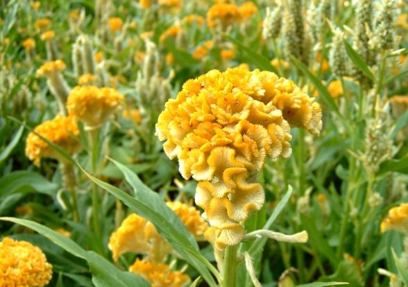 雞冠花病蟲害 雞冠花病蟲害