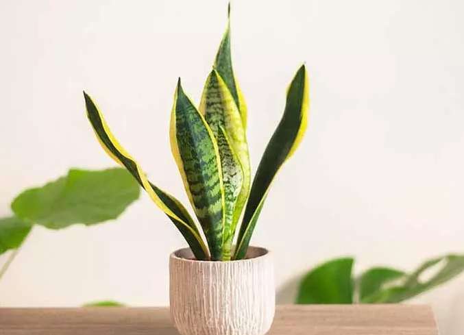 虎尾蘭換盆澆水 虎尾蘭換盆澆水