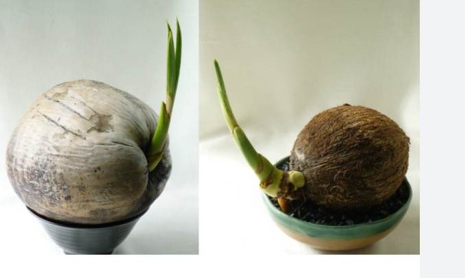 椰子如何繁殖 椰子如何繁殖