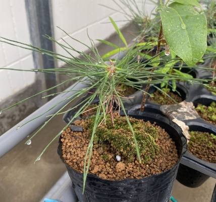 黑松種子用途 黑松種子用途