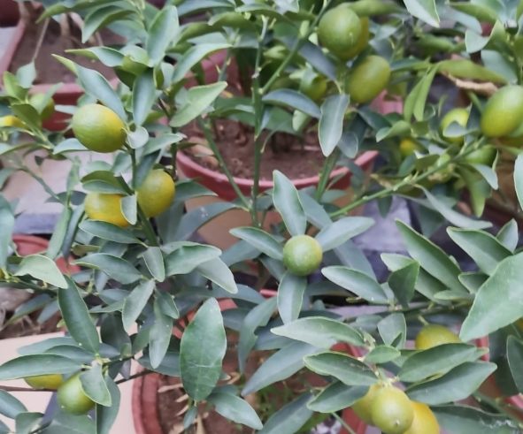 高壓法步驟 高壓法步驟