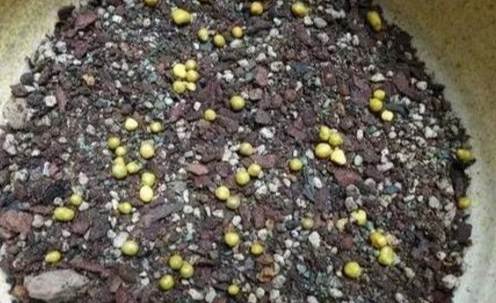 緩釋肥發霉 緩釋肥發霉