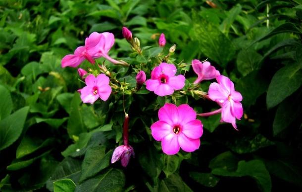 六瓣花有哪些 六瓣花有哪些