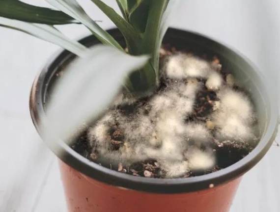 有機防治方法 有機防治方法