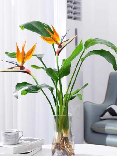 水培天堂鳥 水培天堂鳥