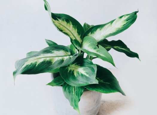 白玉黛粉葉毒性