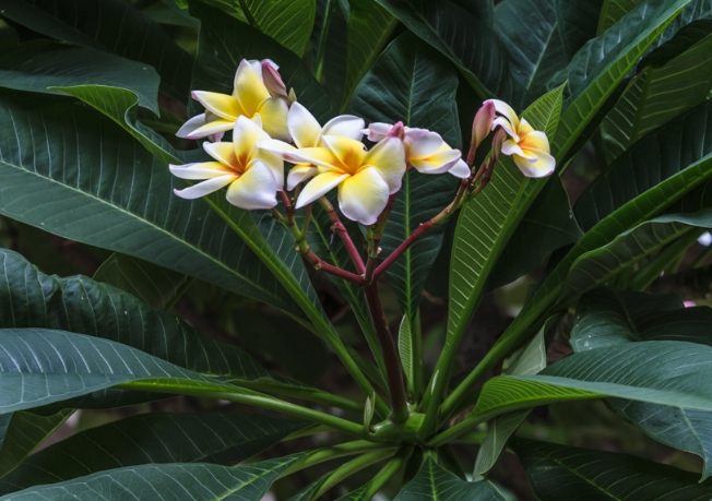 雞蛋花葉子變黑