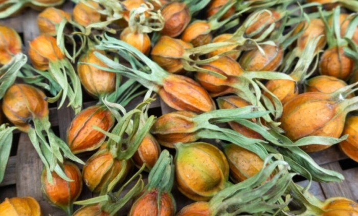 黃梔子功效 黃梔子功效