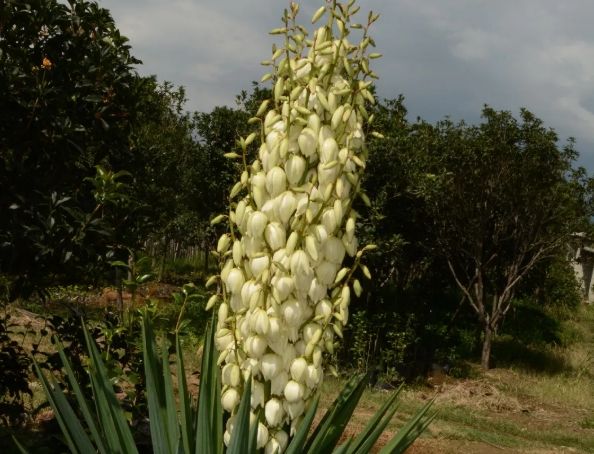 鳳尾花象征 鳳尾花象征