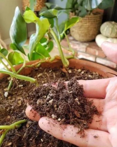 盆栽土壤發霉處理 盆栽土壤發霉處理