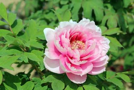 葉牡丹開花時間