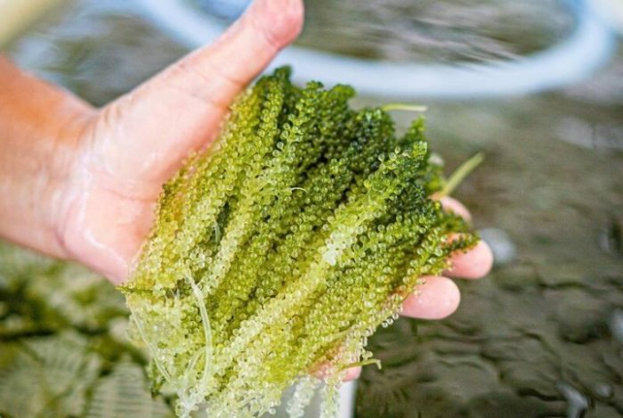 沖繩海葡萄農場 沖繩海葡萄農場