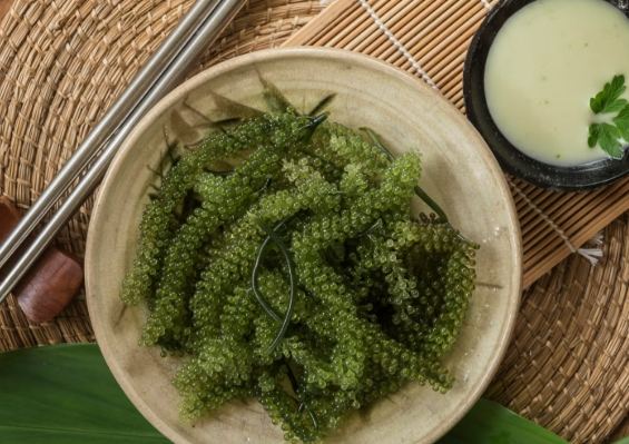 海葡萄照顧 海葡萄照顧