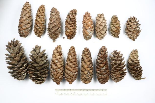 松樹果實用途 松樹果實用途