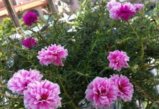 松葉牡丹如何過冬