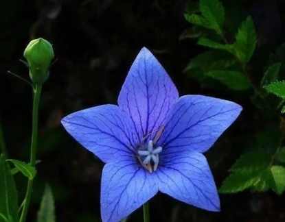 黑色桔梗花種植 黑色桔梗花種植