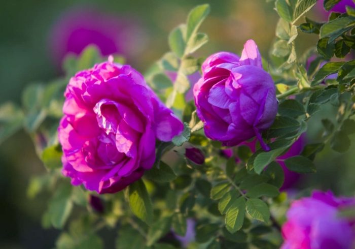 玫瑰葉子變黃原因 玫瑰葉子變黃原因