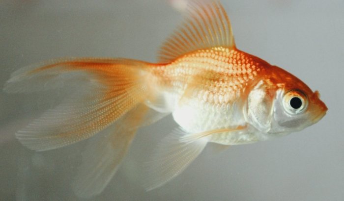 小型金魚品種 小型金魚品種