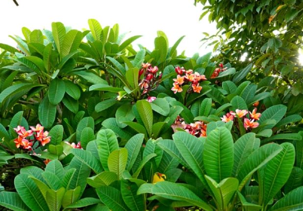 鸡蛋花修剪方法