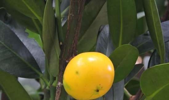 福木果實誤食處理