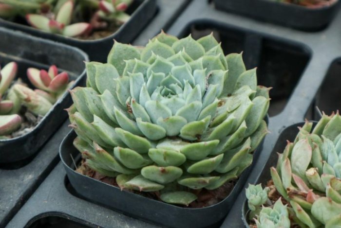 多肉葉插光照 多肉葉插光照