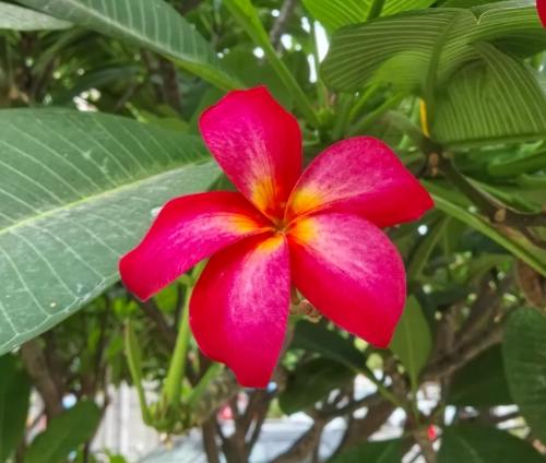 雞蛋花怕風 雞蛋花怕風