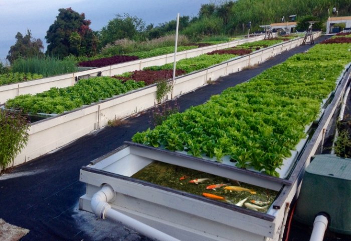 魚菜共生失敗原因 魚菜共生失敗原因