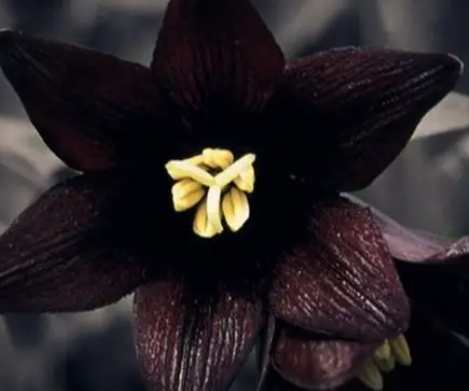 黑色桔梗花語 黑色桔梗花語