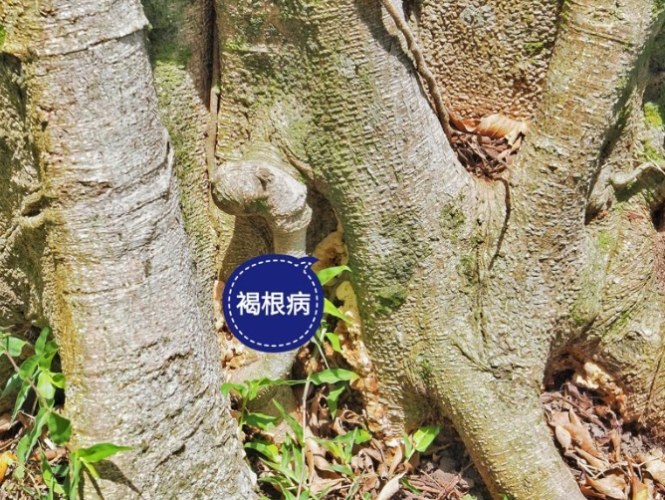 如何判斷樹木死亡