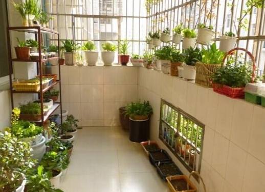 陽台種植技巧 陽台種植技巧