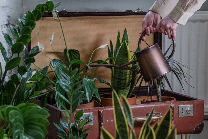 洗根換土 洗根換土