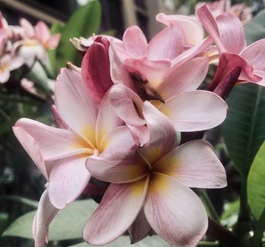 雞蛋花可以放室內嗎 雞蛋花可以放室內嗎