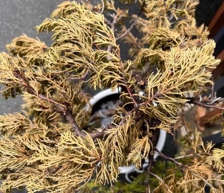 松柏葉子變黃解決方法 松柏葉子變黃解決方法