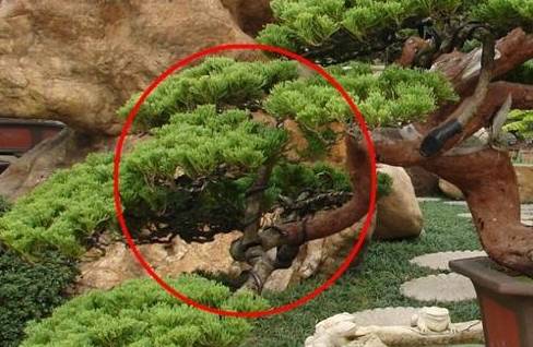 罗汉松如何塑形