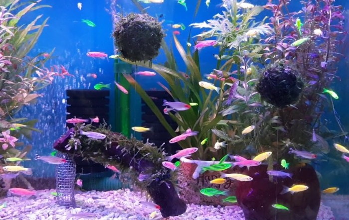 螢光魚種類 螢光魚種類