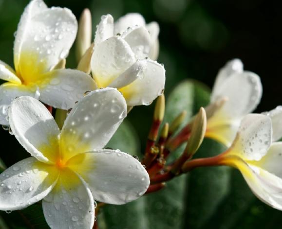 雞蛋花種植 雞蛋花種植