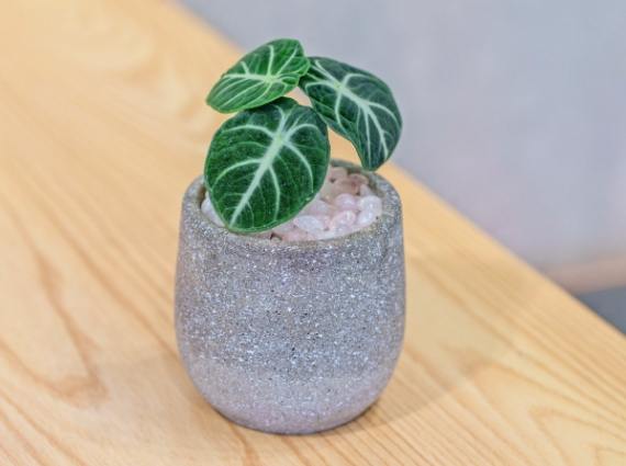 桌上植物養護 桌上植物養護