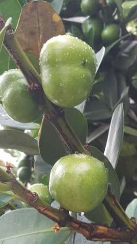 福木果實誤食處理