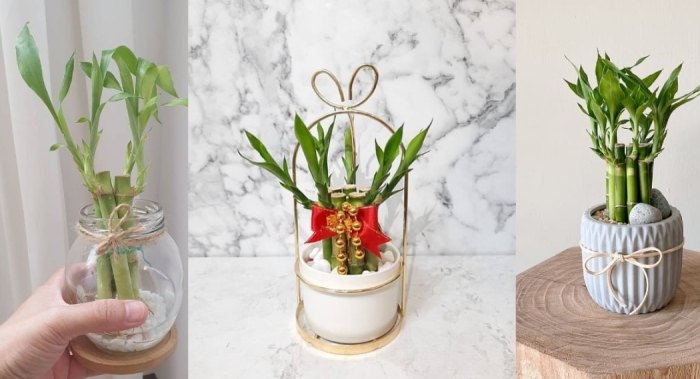 開運竹照顧技巧 開運竹照顧技巧