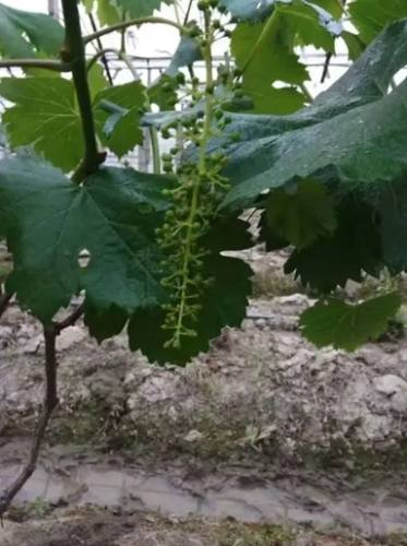 葡萄種植的方法 葡萄種植的方法