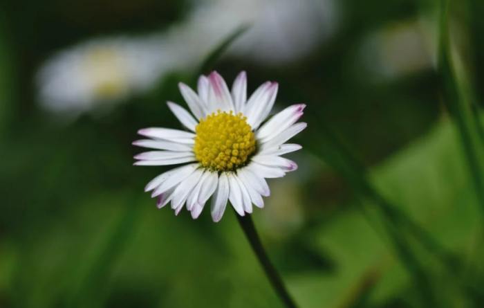 不同顏色雛菊花語 不同顏色雛菊花語