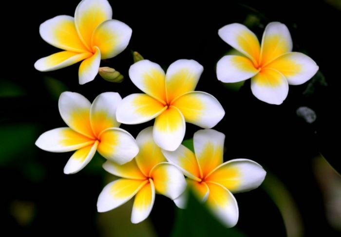 雞蛋花枝條照顧 雞蛋花枝條照顧