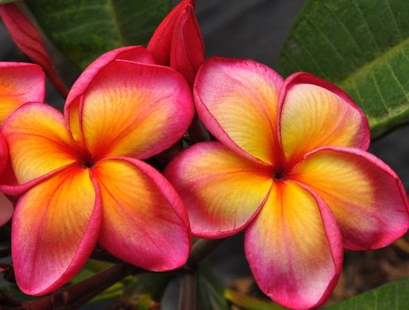 雞蛋花種植技巧 雞蛋花種植技巧