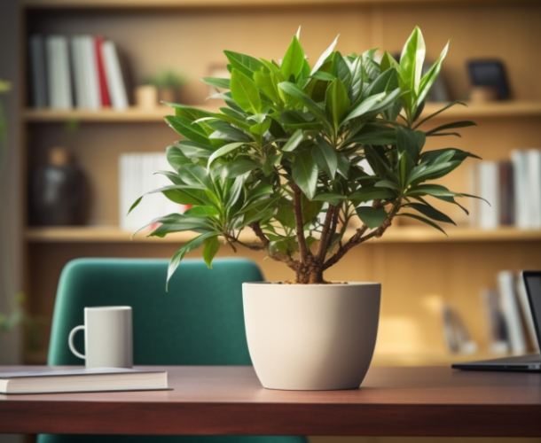 辦公室植物 辦公室植物