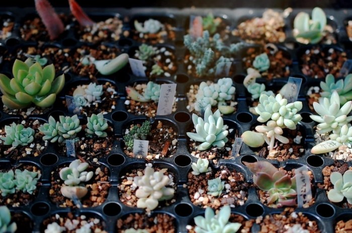 香港多肉植物土壤