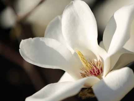 白玉蘭純露使用方法 白玉蘭純露使用方法